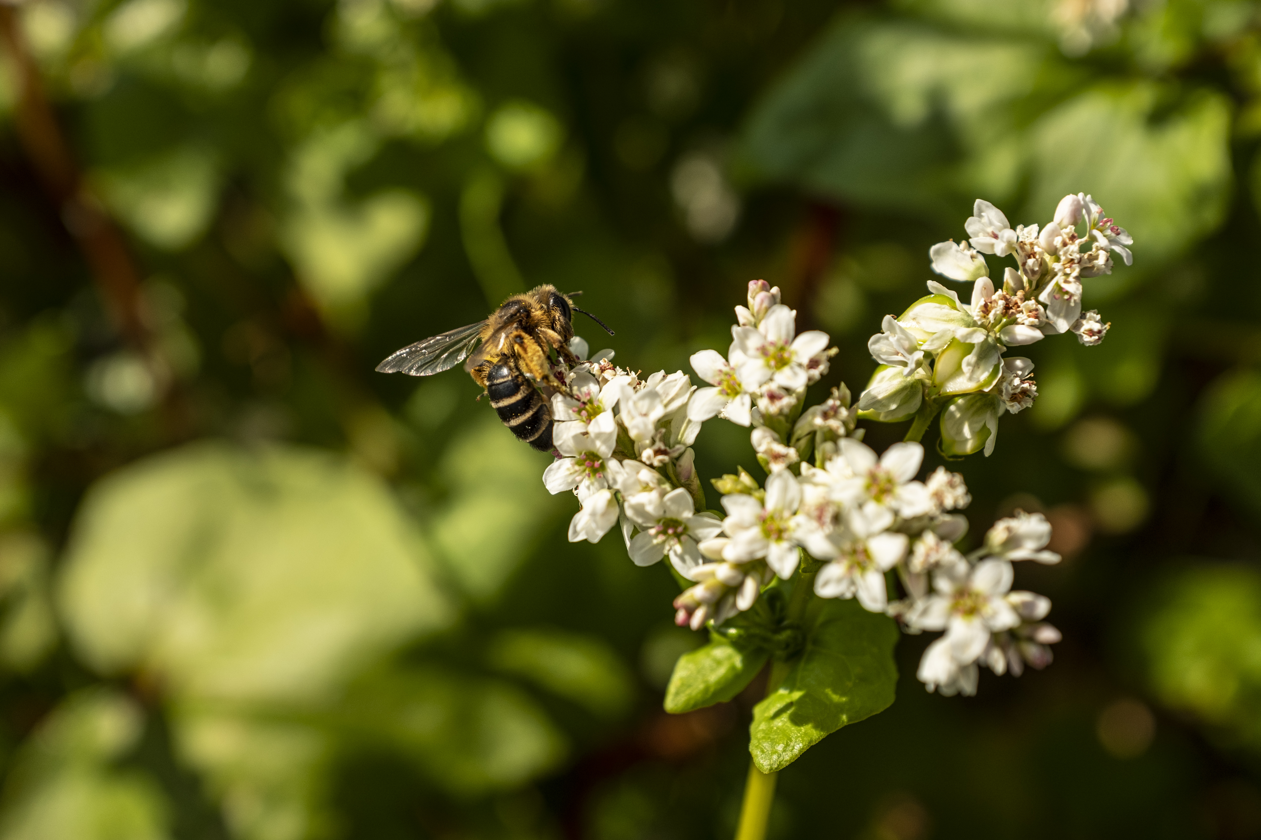 Abeille
